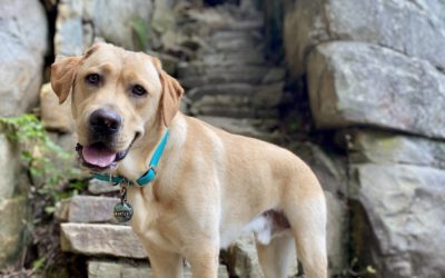 Best Dog-Friendly Hiking in Tennessee