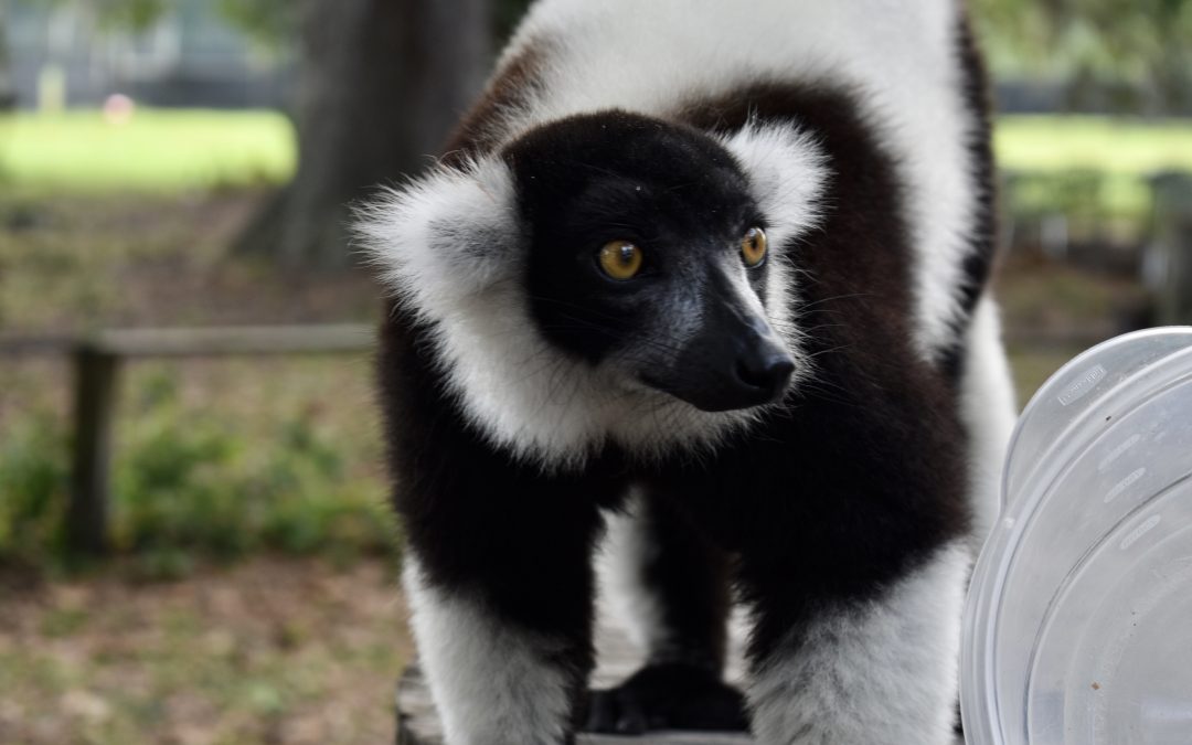 Lemur Yoga: Leap Over to Chase Sanctuary in Florida