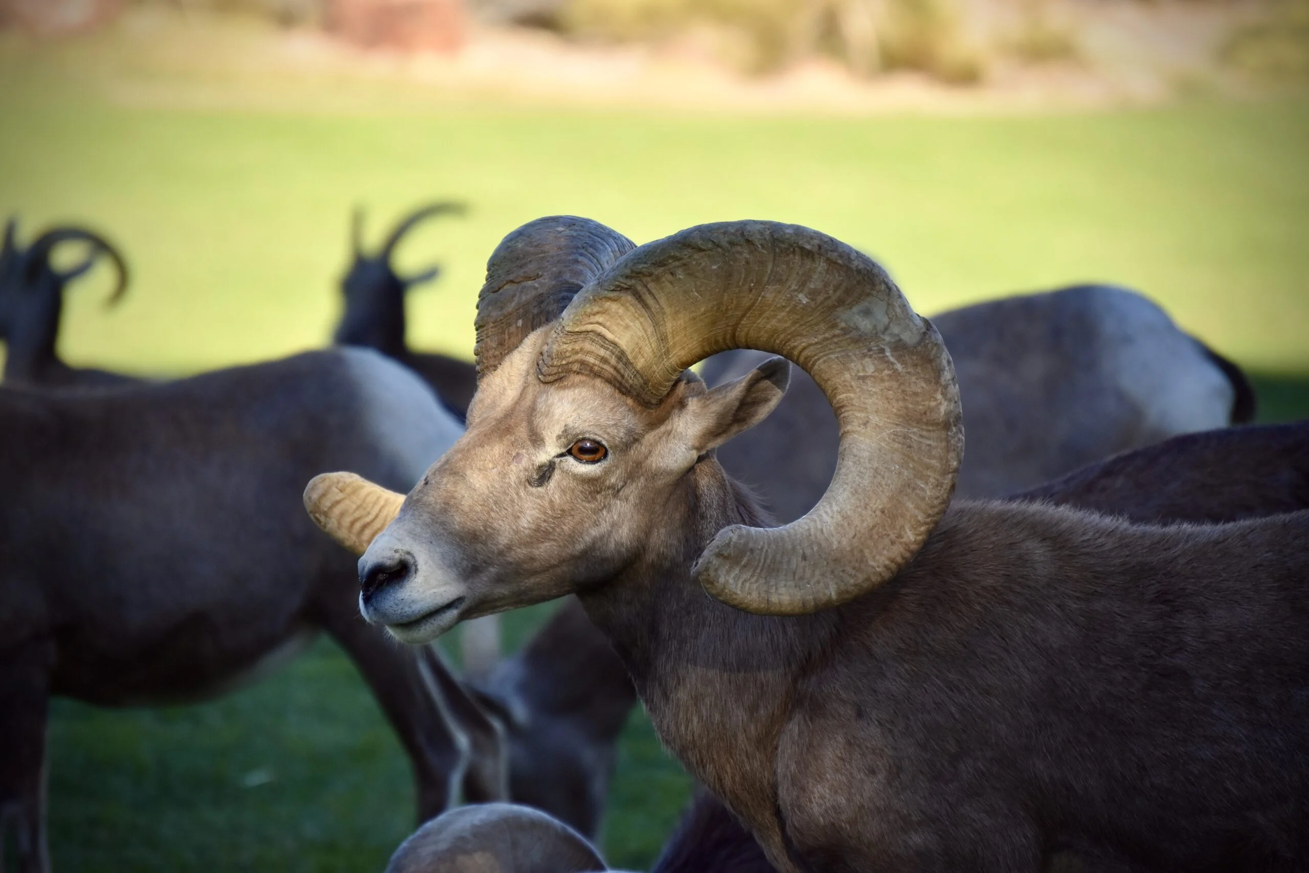 Visit the Bighorn Sheep at Hemenway Park in Boulder City: Vegas Day Trip