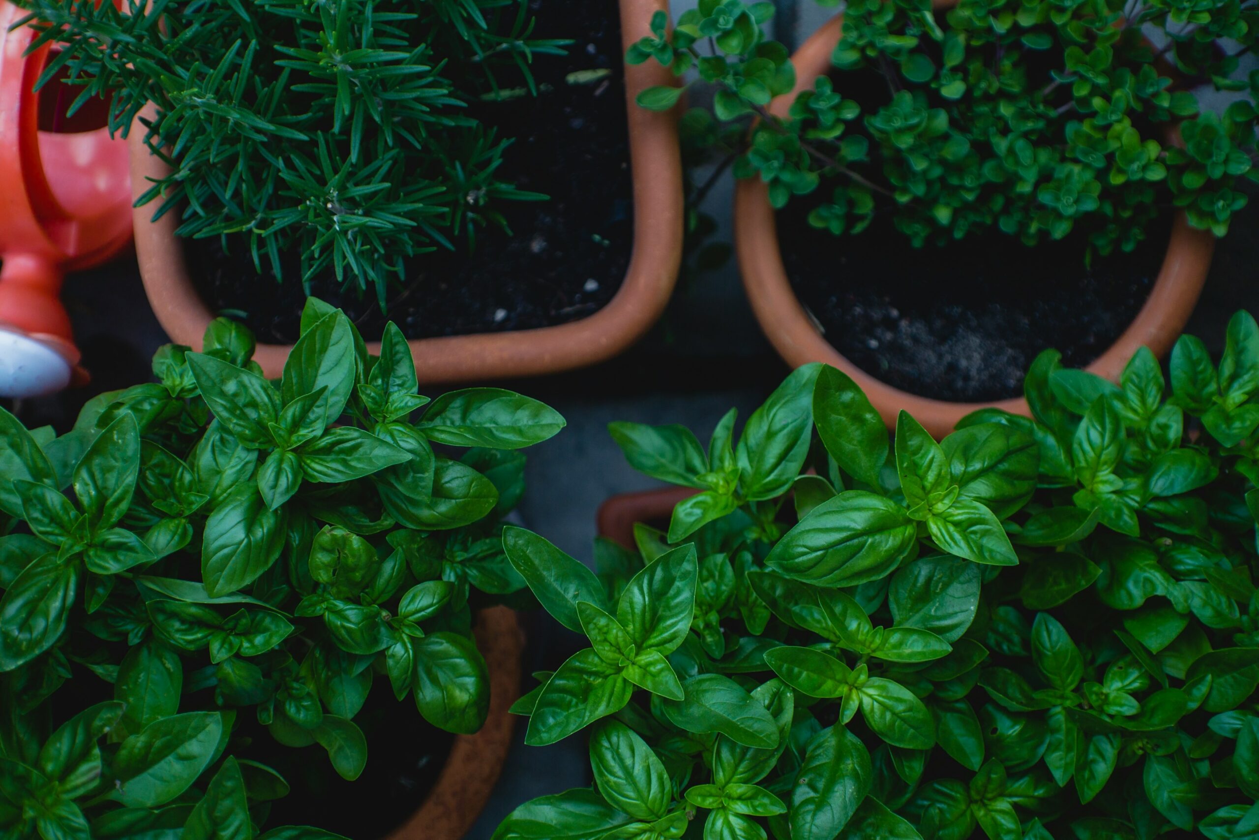 Potted Herbs