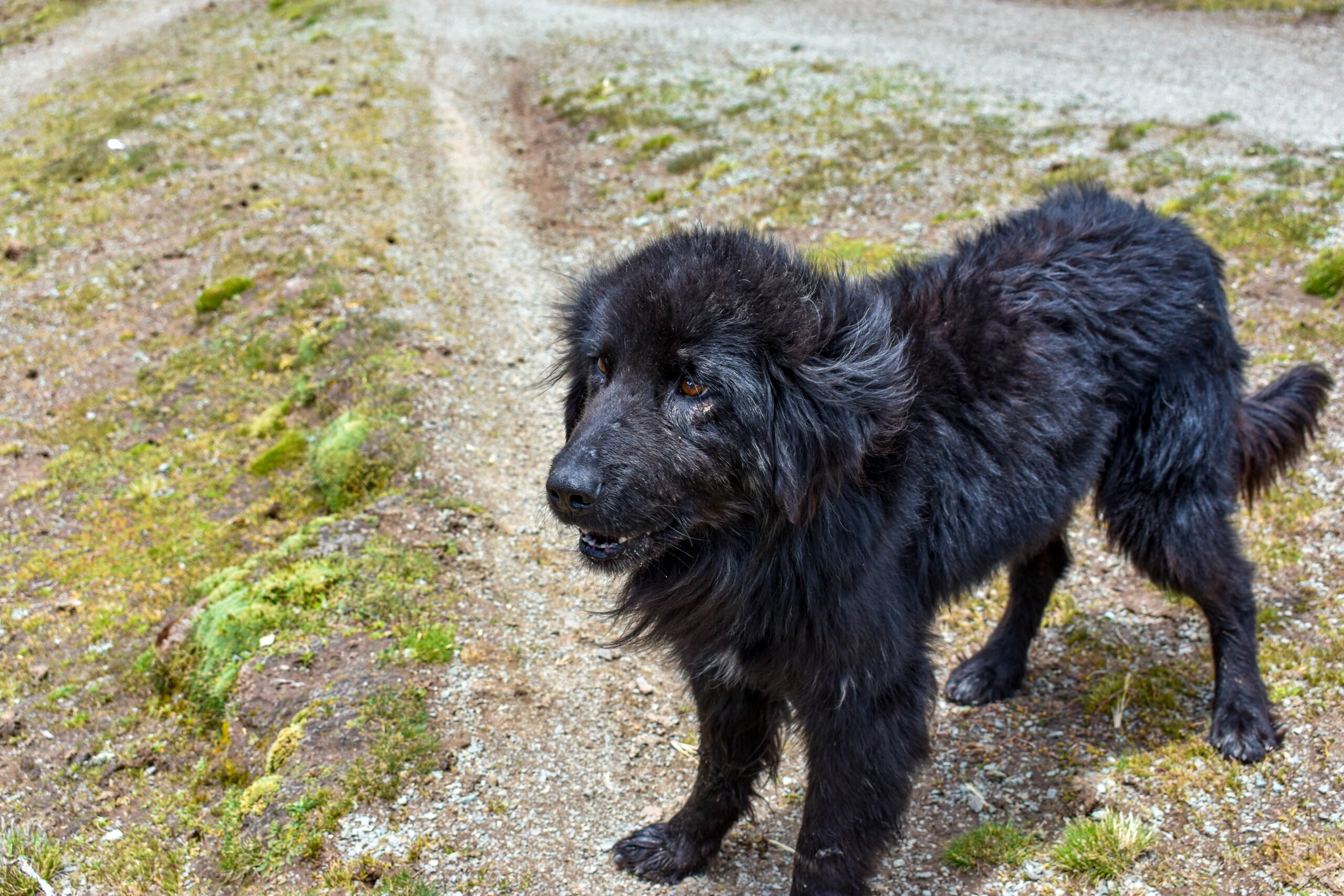 My hiking buddy for Rainbow Mountain