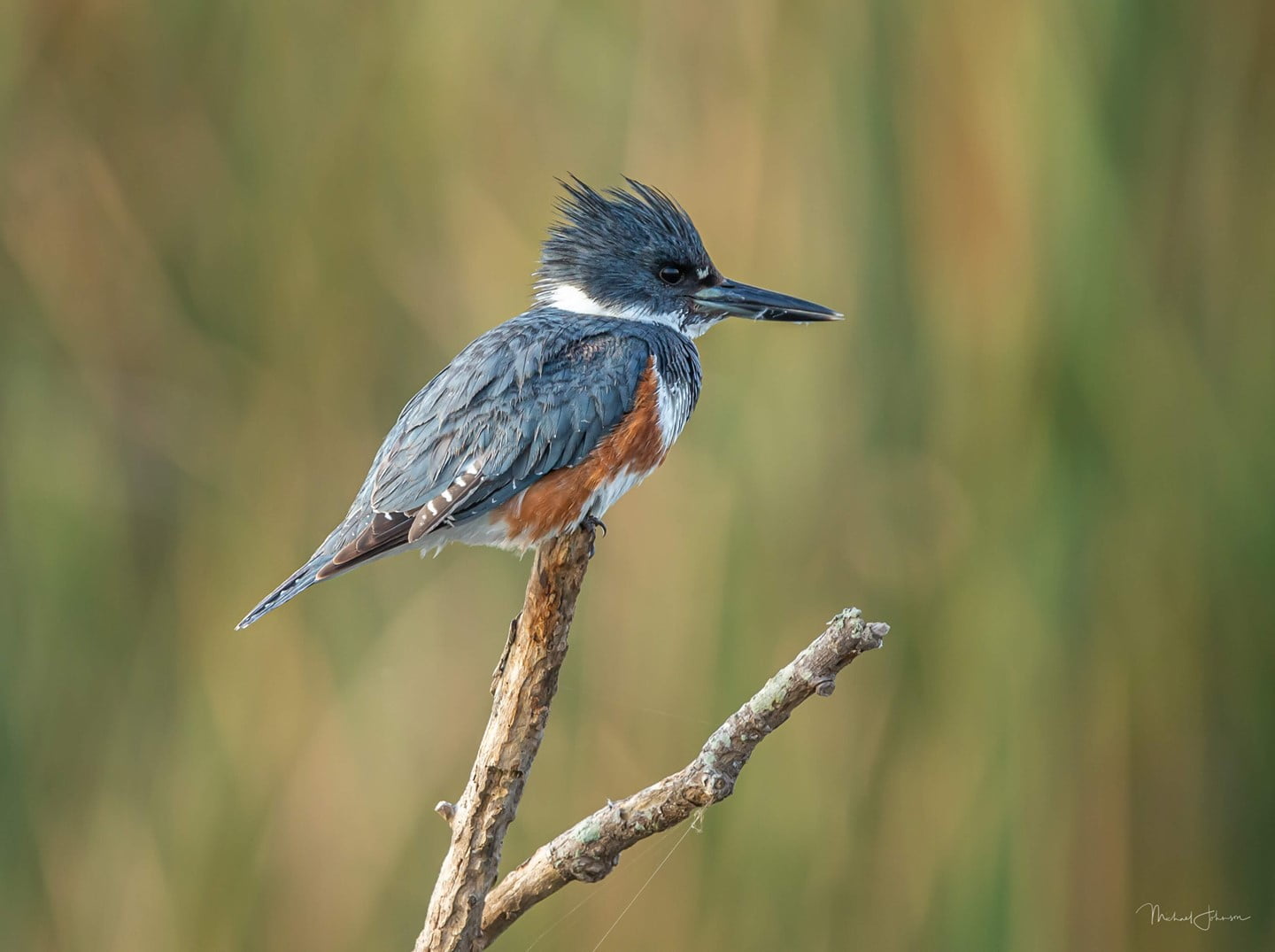 Belted Kingfisher Michael Johnson Wildlife Images