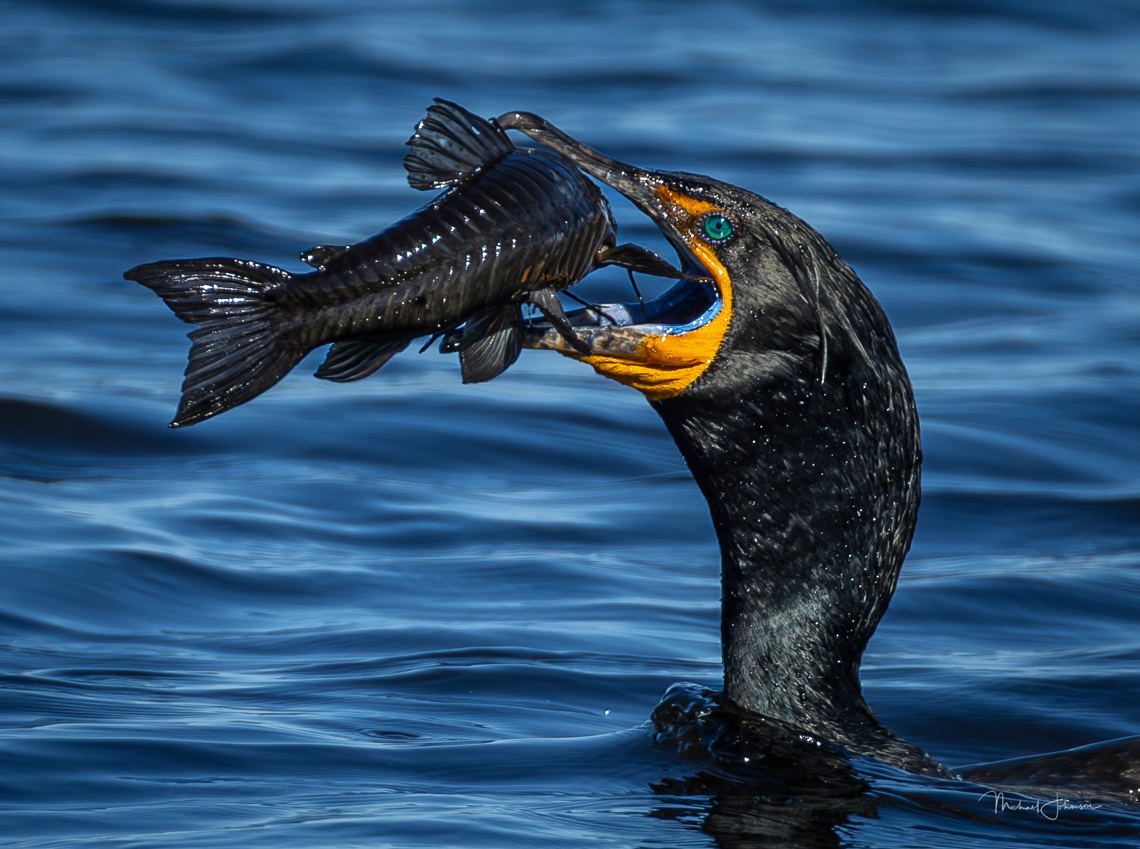 Cormorant eating Armored Catfish Michael Johnson Wildlife Images