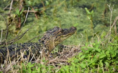 Into the Wild: Exploring Lake Apopka Wildlife Drive in Florida