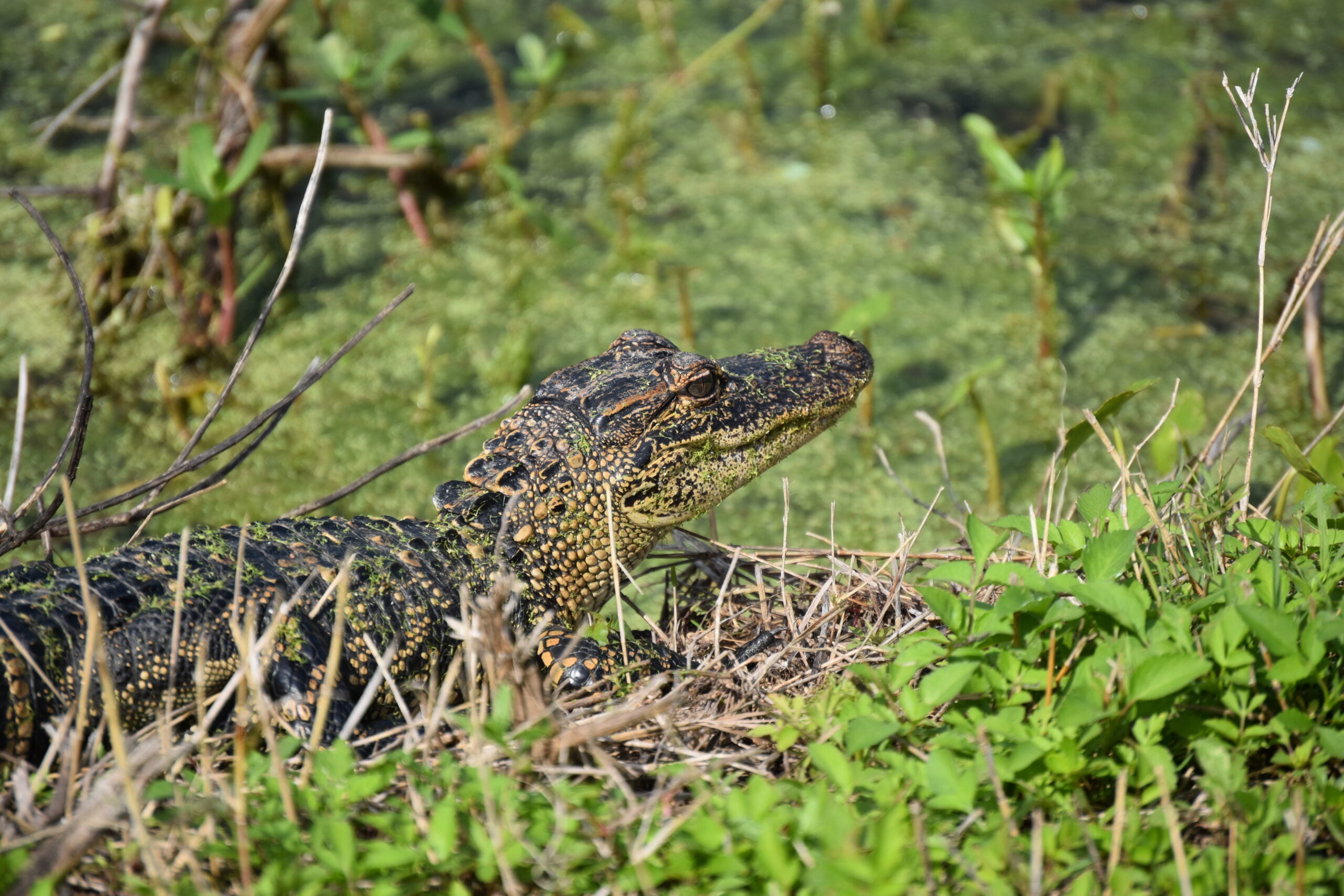 Into the Wild: Exploring Apopka Wildlife Drive in Florida (2024 Guide)