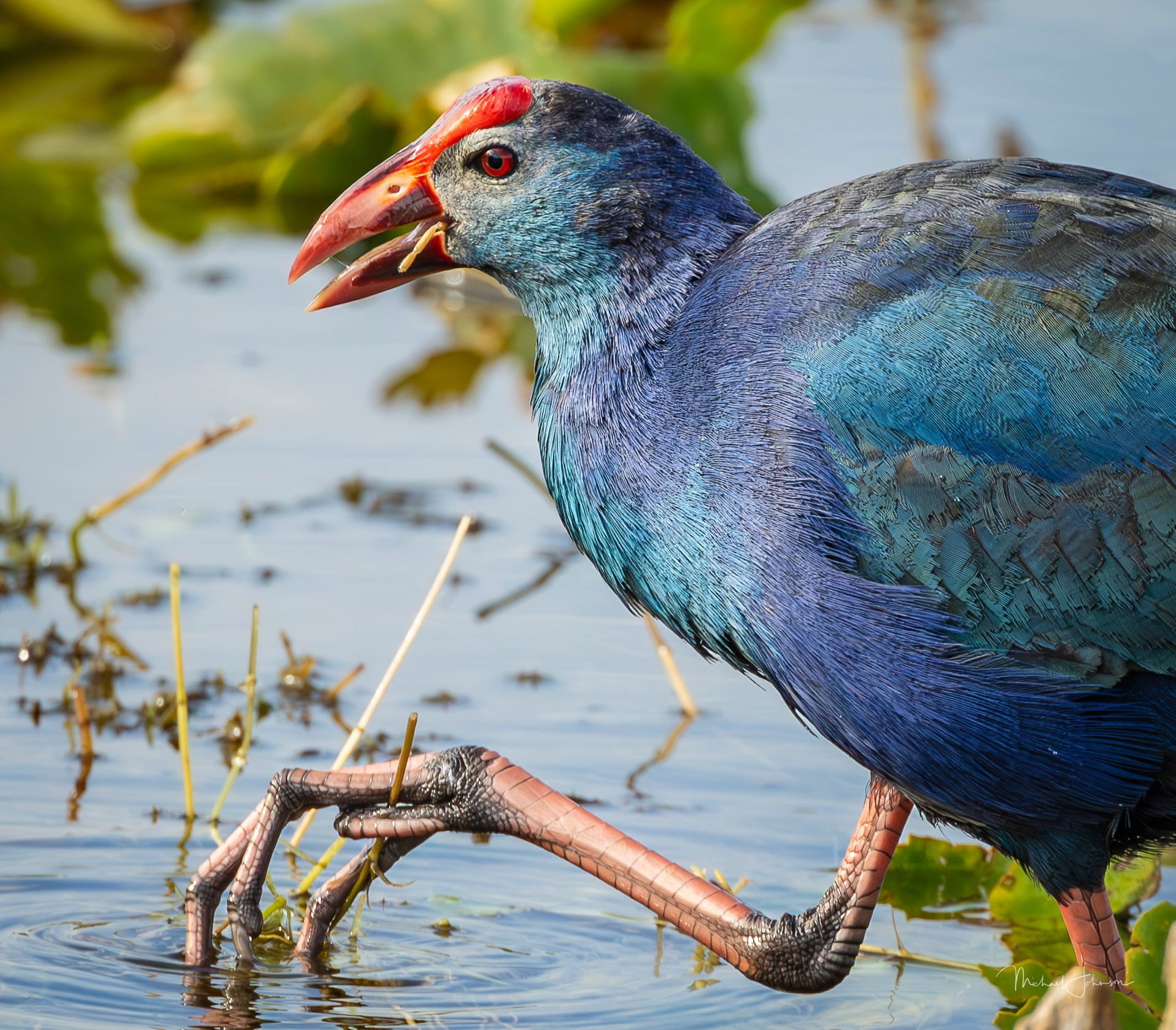 Gray-Headed Swamphen Michael Johnson Wildlife Images