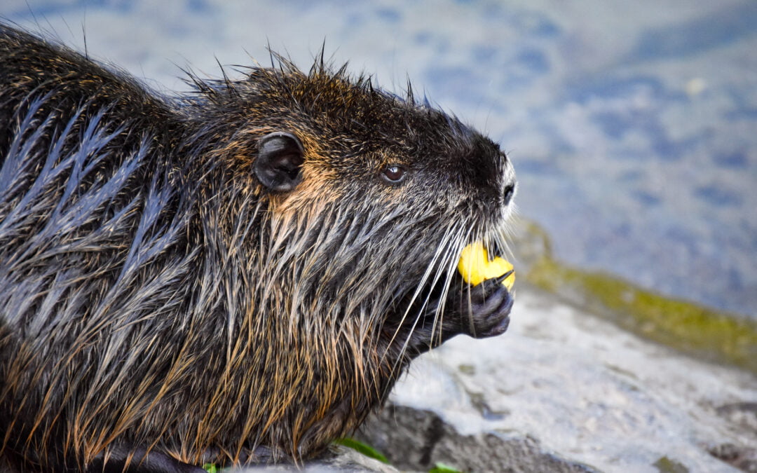 Ljubljana’s Furry Residents: The Nutria