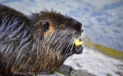 Ljubljana’s Furry Residents: The Nutria